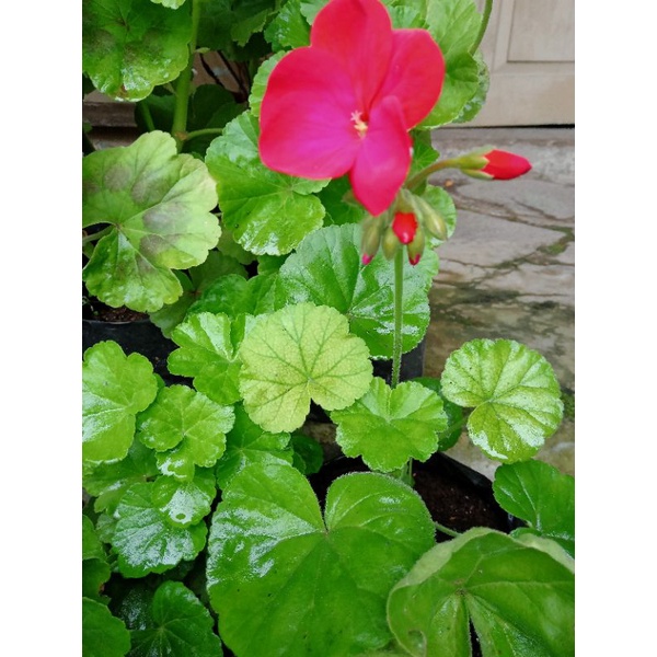 tanaman hias geranium
