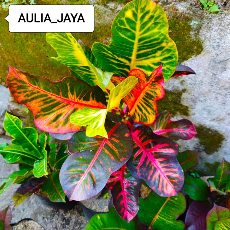 TANAMAN HIAS PURING MARINKA KOLEKSI