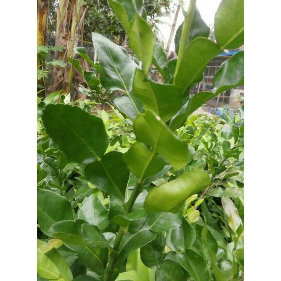 Super Bibit Pohon Buah Jeruk Purut - Tanaman Daun Jeruk Purut Kw Asli