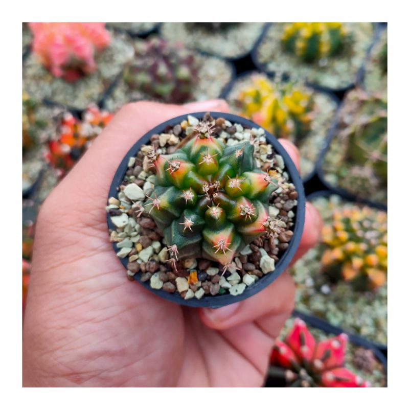 gymnocalycium mihanovichii 'darkmoon'
