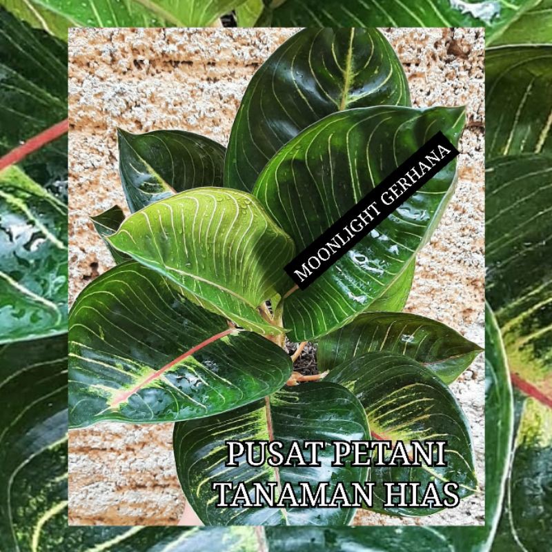 Bibit aglonema bonggol Moonlight gerhana