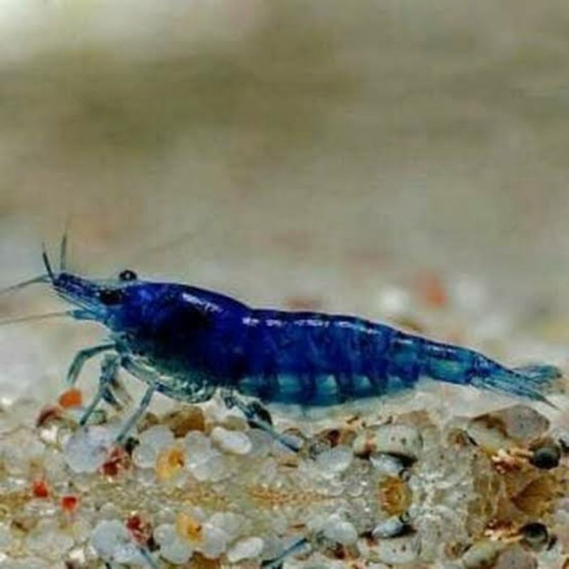 Grosir Udang hias blue diamond aquascape aquarium | Shopee Indonesia