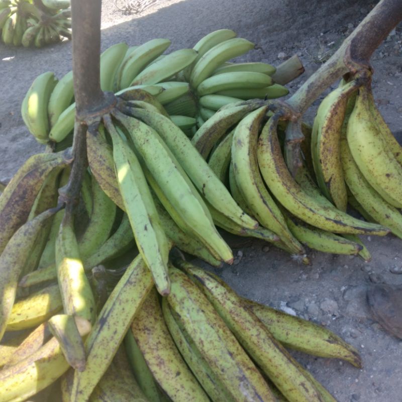 

Pisang TANDUK Lampung fresh & super