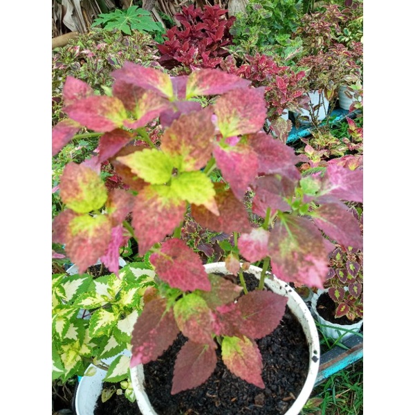 TANAMAN HIAS MIANA BERAKAR MIANA  PINK LOVE MIANA APEL MIANA LANGKA MIANA PREMIUM BERAKAR DAN RIMBUN