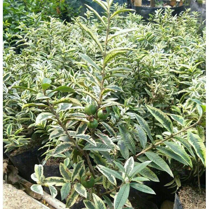 Obral tanaman bibit buah jambu krikil varigata berbunga dan berbuah