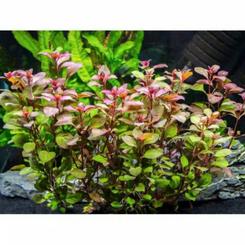 Ludwigia sp red ( Tanaman Aquascape Tanpa Co2 )