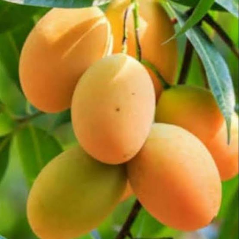 bibit mangga madu,sambung/okulasi/ setek jumbo super(COD)