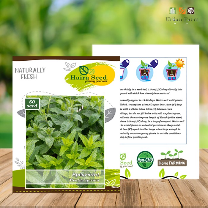 Benih-Bibit Herb Spearmint (Haira Seed)