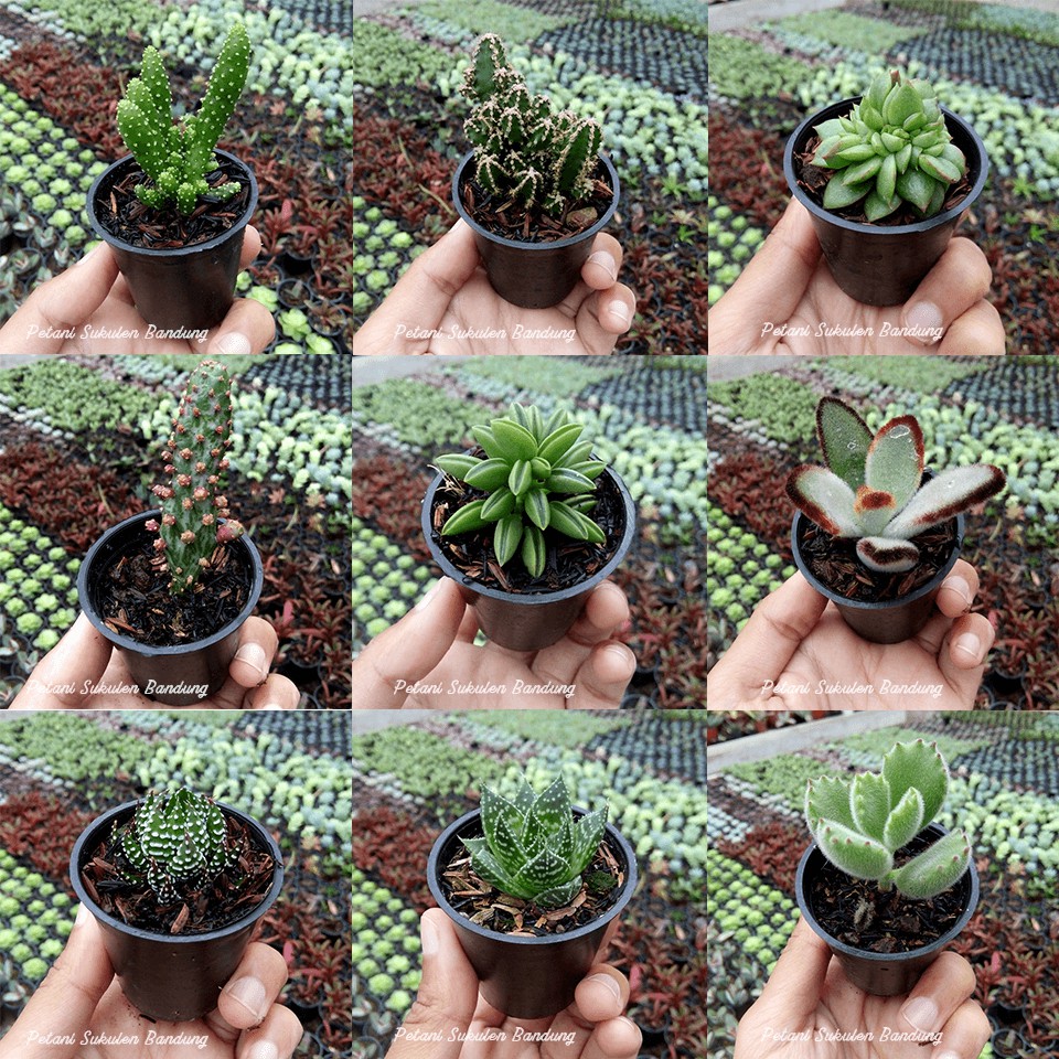 Haworthia hawortia Sukulen Kaktus sekulen PILIH mini Aloevera Echeveria Succulent cactus tanaman hias hiasan taman