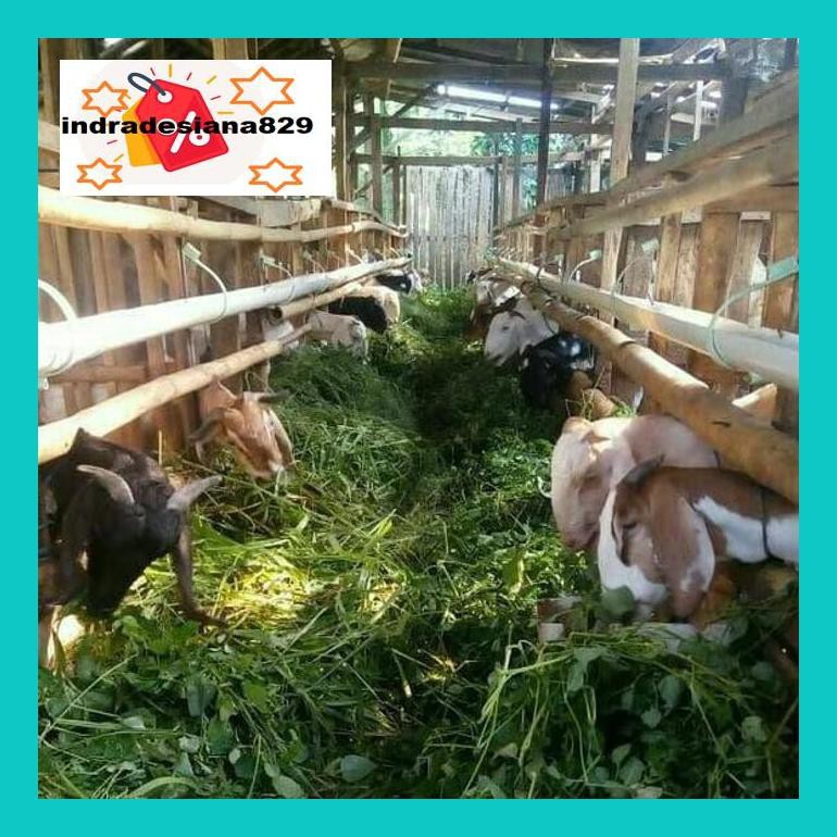 

S504Dpsum Susu Kambing Etawa Murni / Etawa Murni Dan Segar 1 Liter Mkld50