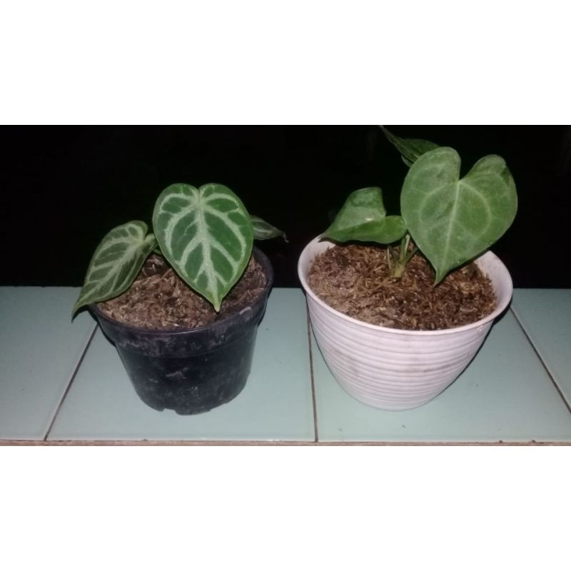 promo tanaman hias anakan kuping gajah tarantula