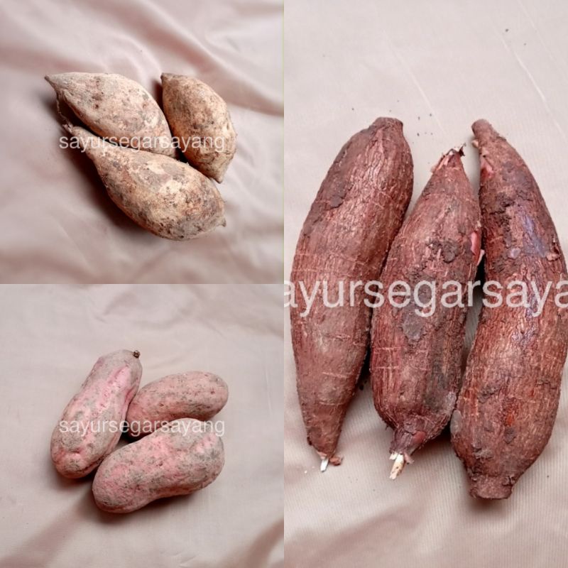 

Singkong 500gr / Ubi Merah / Ubi Putih / Ubi Jalar