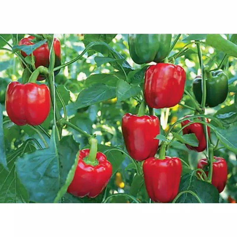 Benih Paprika Merah F1 Red Star - Benih Sayuran Kwalitas Terbaik