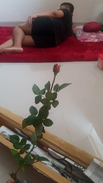 Tanaman Bunga Mawar Sunkist 200g