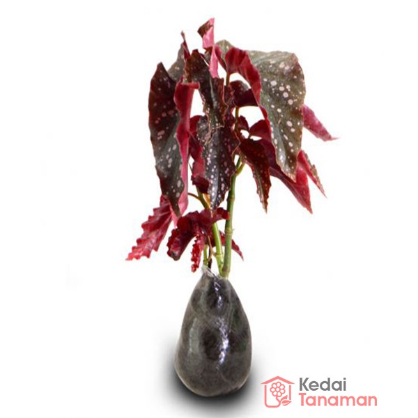 Tanaman Hias Daun Begonia Polkadot Moka Shopee Indonesia Tanaman Hias Daun Begonia Polkadot Moka Shopee Indonesia