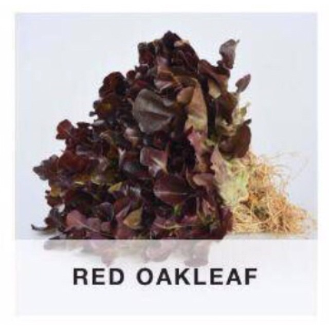 

Red Oakleaf