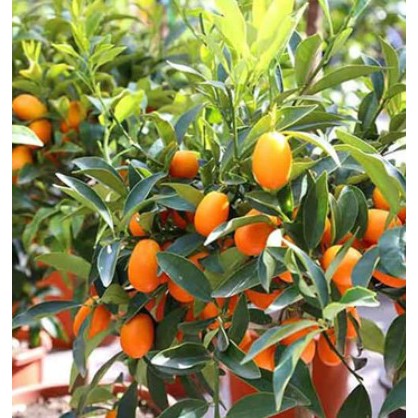 bibit jeruk nagami brbunga/berbuah super