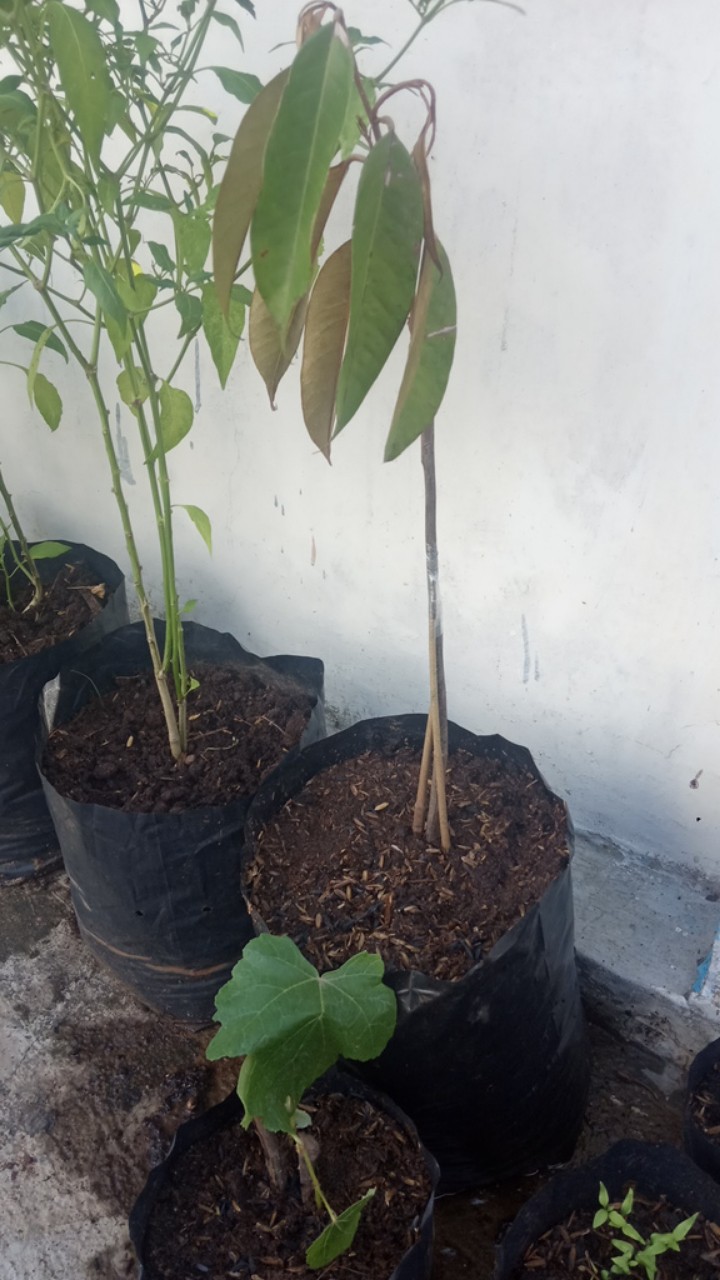 Bibit Durian Monthong Kaki 3 Super Unggul