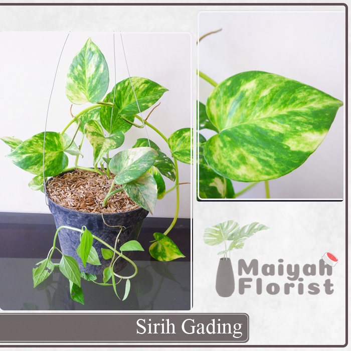 Sirih Gading - Devil's ivy - Tanaman Hias