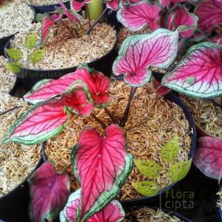 Tanaman Hias Keladi Merah Bicolor Red Silver Green - Bibit ...