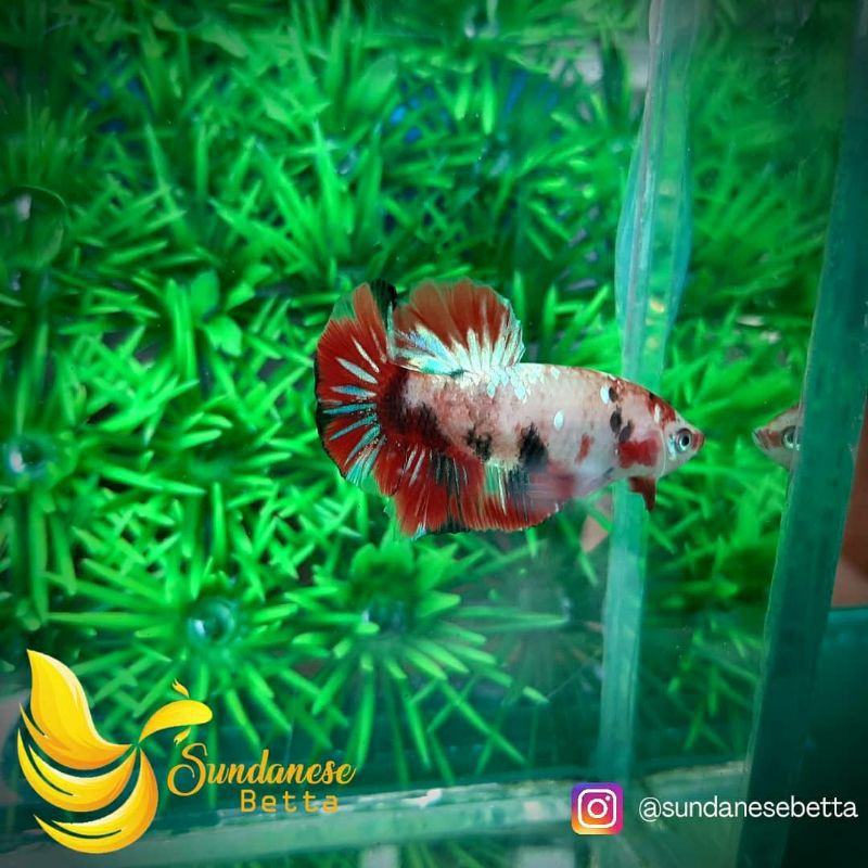 Cupang Plakat Koi Multi Galaxy