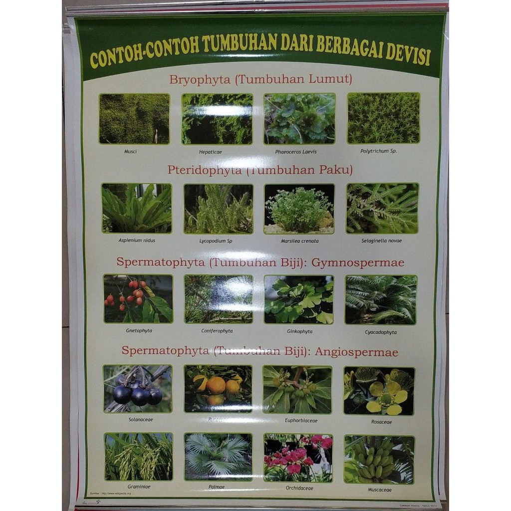 Jual POSTER BIOLOGI tentang TUMBUHAN | Shopee Indonesia