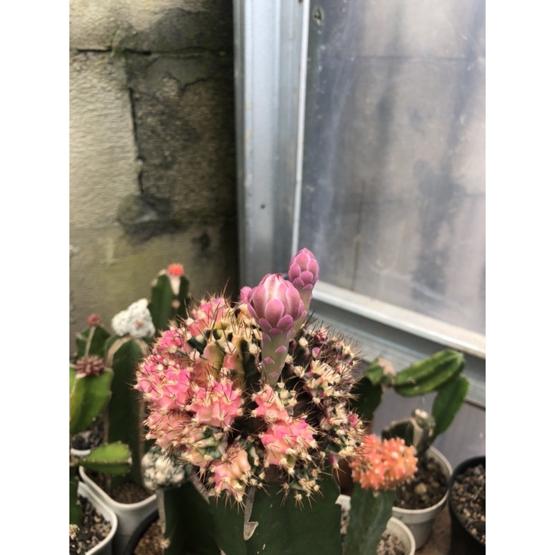 50 biji kaktus pink diamond x daydream