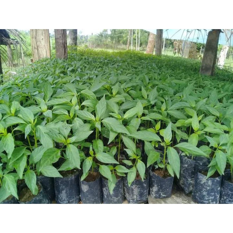 

SAWI HIJAU / CASIEM ORGANIK Sayuran Segar 2rb per pack @200gram