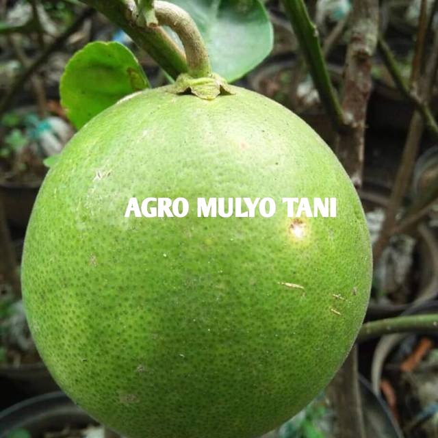 Bibit Jeruk Bali Okulasi