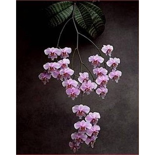 phalaenopsis schilleriana dewasa