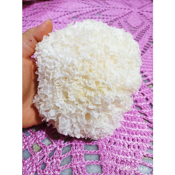 

Pek Bok Ni / Jamur putih salju import