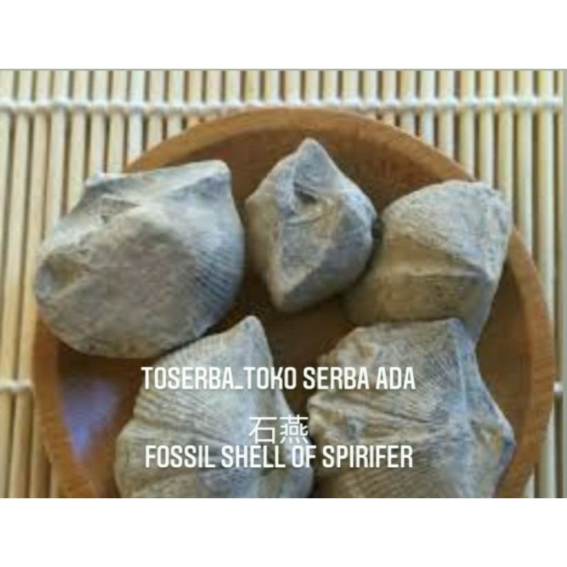 

100gr Shi Yan 石燕 Fossil Shell Of Spirifer Fosil Kerang