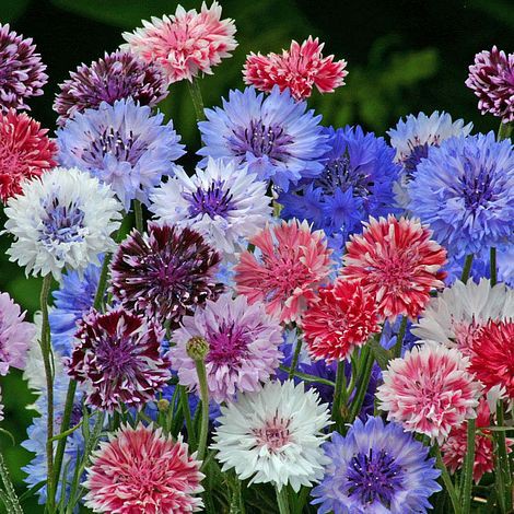 Benih Bibit Biji - Bunga Cornflower Tall Mixed (Centaurea cyanus) Flower Seeds - IMPORT