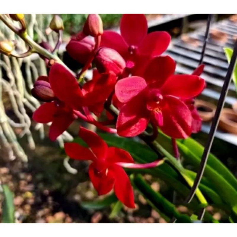 Anggrek dendrobium dewasa bunga merah