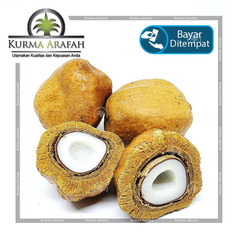 

Buah Zuriat / Zuriat Promil 1 BUAH/BIJI ORIGINAL