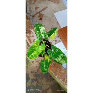 philodendron burle mark varigata kuning