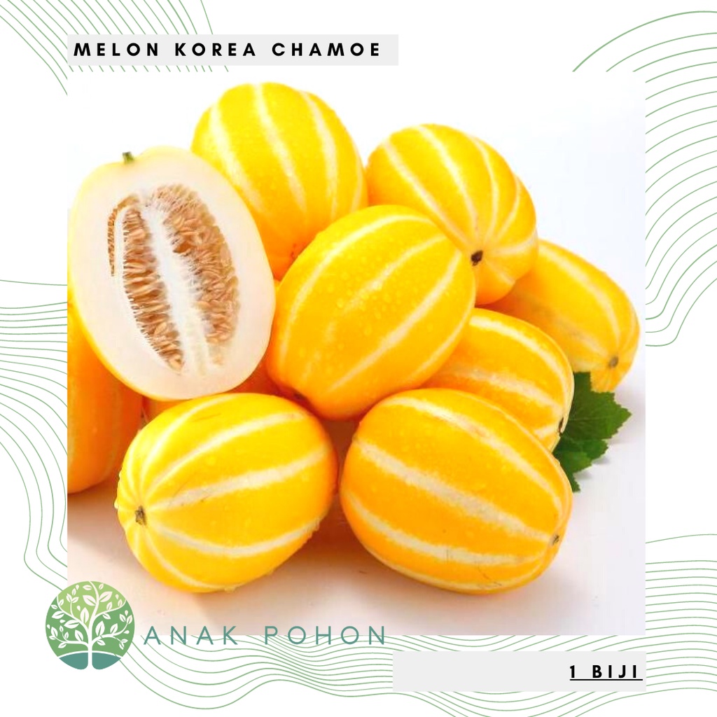 Benih Bibit Biji - Melon Korea Chamoe Oriental Cucumis melo Varietas Makuwa