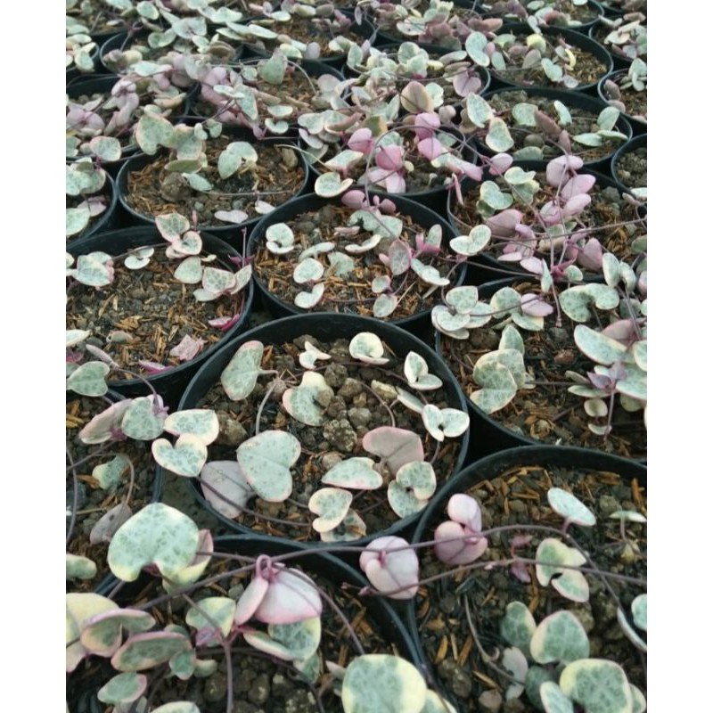 String of heart variegata
