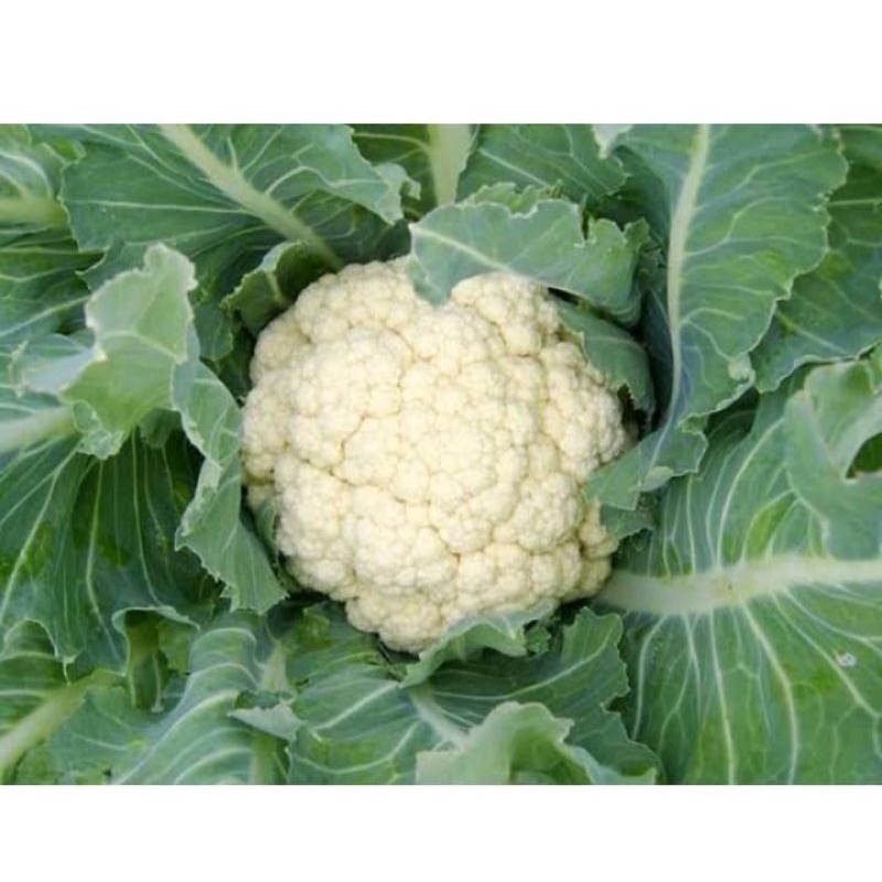 

Kembang Kol 500gr/1kg