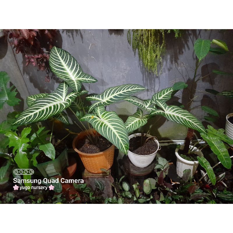 Tanaman Hias keladi Zebra Antasoma Super Jumbo