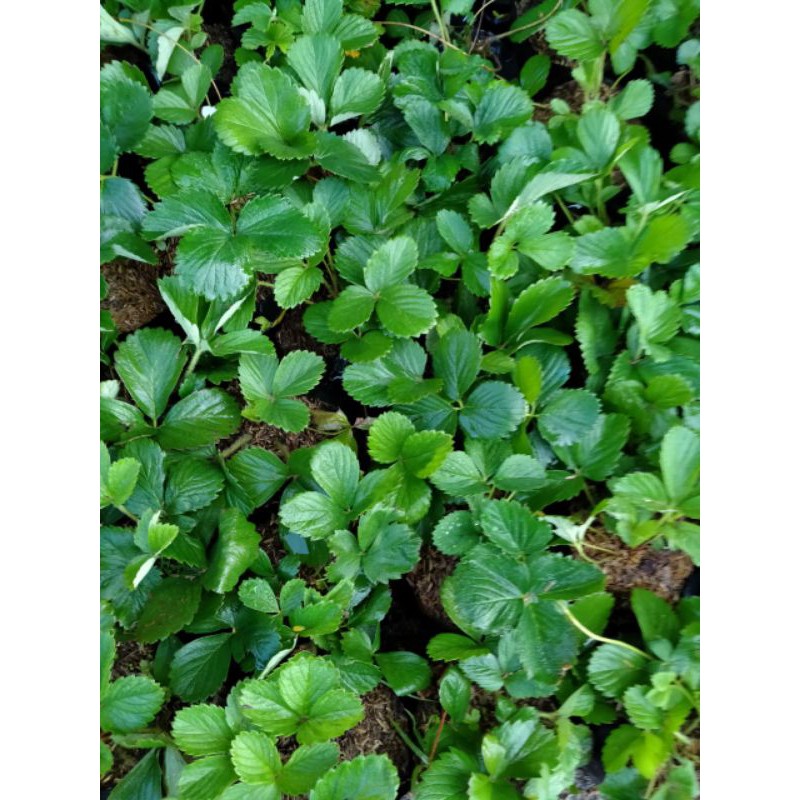 bibit strawberry jumbo