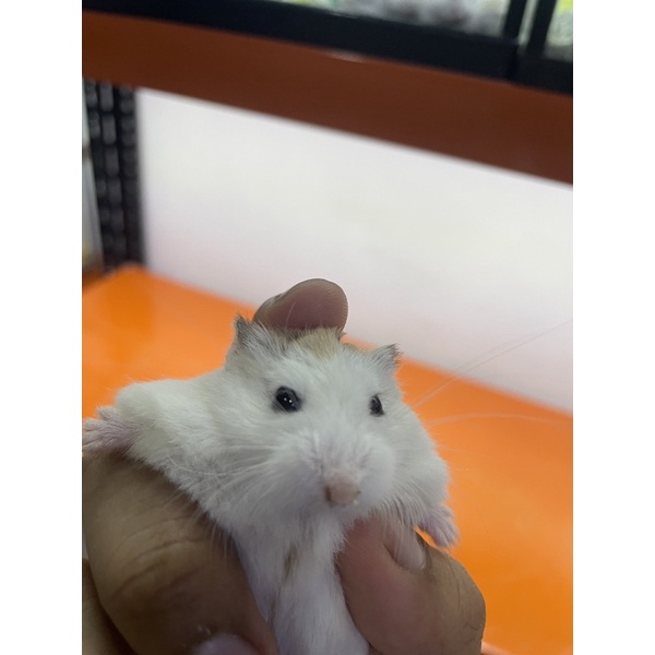 Hamster Roborovski Hewan Peliharan Lucu