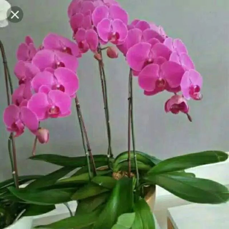 anggrek bulan remaja