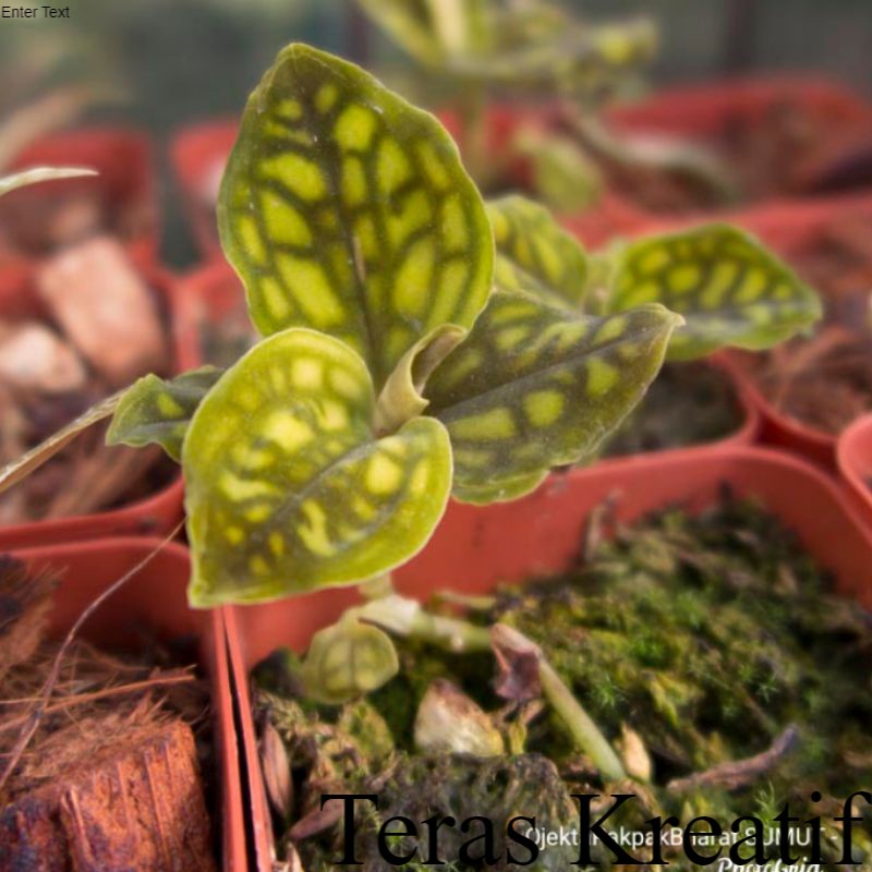 Anggrek Cystorchis Orchid Gold anggrek Jewel variegata Jewel anggrek langka Indoor Anggrek Unik