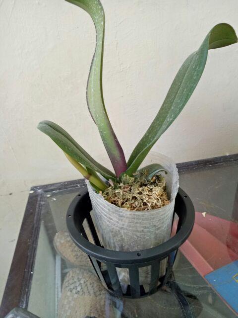 Pot Keranjang Bunga Anggrek Ukuran 13 Cm