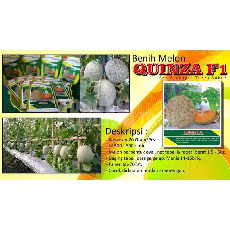 Melon Hibrida Quinza f1 20gr Original Rock Melon Melon Orange