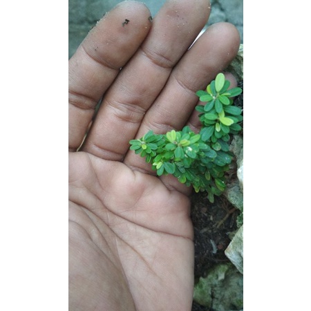 saeng simbur Thailand micro Kecil