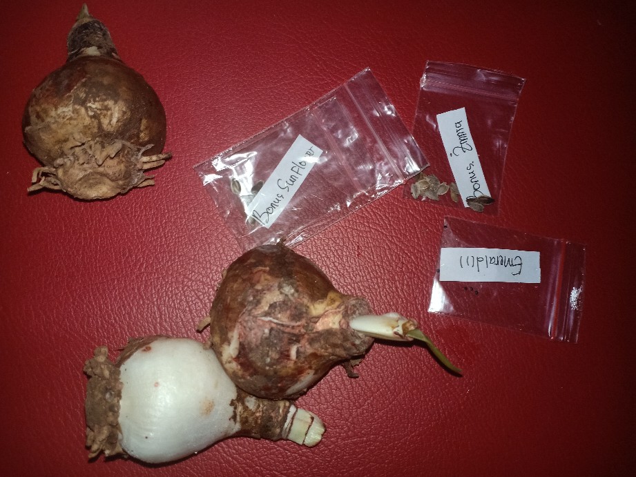 1 Umbi Lily Asiatic Blue Desert Impor, Stok Terbatas