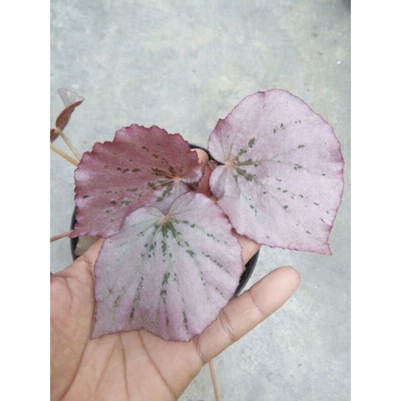 Begonia Pink Silver
