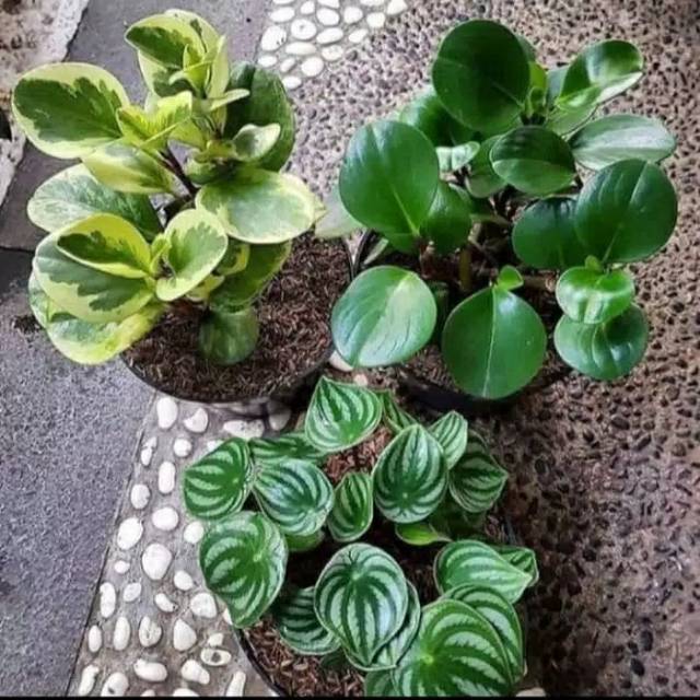 paket 3 tanaman hias peperomia water melon variegata dan hijau -SA